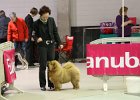 2012-05 Leuven - Smile ist Best Baby in Show geworden und BIS 4 von allen Jugendklassen