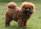 2008/07 - Victor vom Sittardsberg - beim Hundetraining