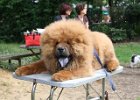 2008/07 - Victor vom Sittardsberg - beim Hundetraining