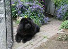 2016/06 - Jago im Garten