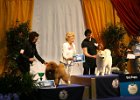 2008/07 - Victoria vom Sittardsberg - Golden Dog Trophy, Liège