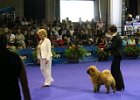 2008/07 - Victoria vom Sittardsberg - Golden Dog Trophy, Liège