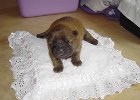 Solo Sphinx - 1 Woche