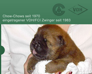 Chow-Chows seit 1970